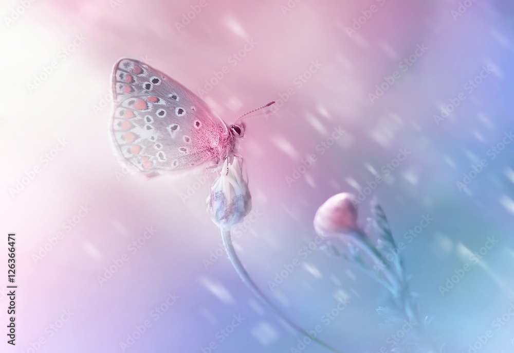 Poster beautiful delicate elegant butterfly on a flower with a soft focus on the blurry blue and pink backg