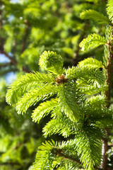 Branches growing young green fir.