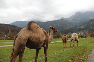 Camels and dromedaries
