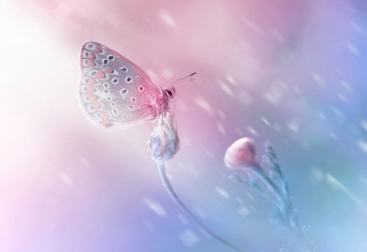 Beautiful delicate elegant butterfly on a flower with a soft focus on the blurry blue and pink background in the rays of light. Dreamy romantic artistic image spring or summer..