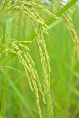 Close up of green paddy rice in field