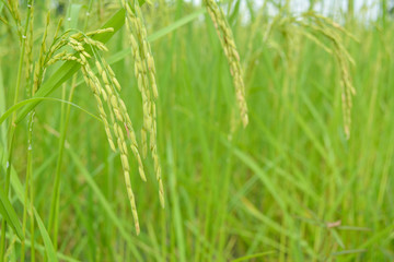 Fototapeta na wymiar Close up of green paddy rice in field
