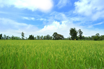 Fototapeta premium Green rice in field with sky