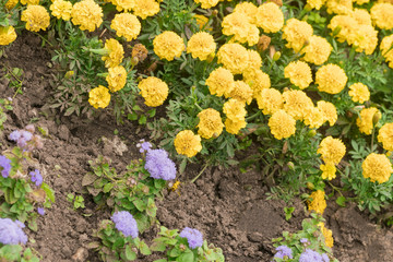 Yellow tagetes, background