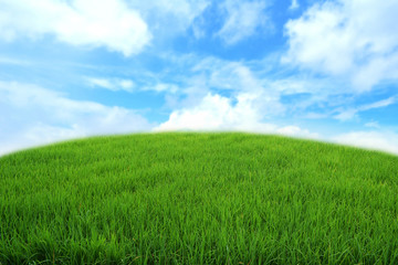 Green rice in field with sky