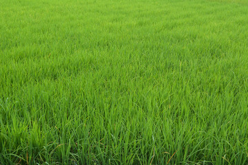 Close up of green paddy rice in field