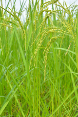 Close up of green paddy rice in field