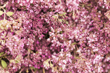 Small purple flowers, background