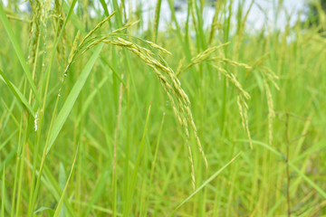 Close up of green paddy rice in field