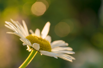 Сhamomile flower on a blurred background