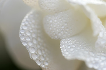 White flower petals with dew drops, background