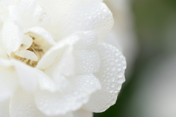 White flower petals with dew drops, background