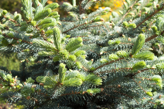 Needles on the branch of the fir tree.