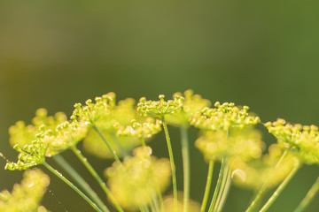 Flowers dill with dew drops, background