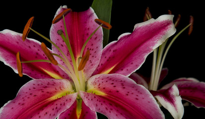 Stargazer Lilly