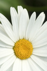 White and Yellow Сhamomile flower, close up, background