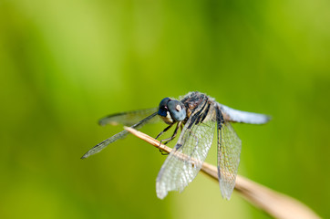 Dragonfly wing, middle wing, get some air and sunlight atop beau