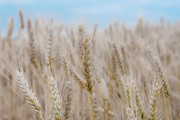 field of ripening wheat ears closeup, local focus, shallow DOF
