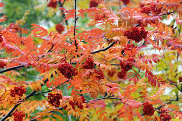 ripe rowan