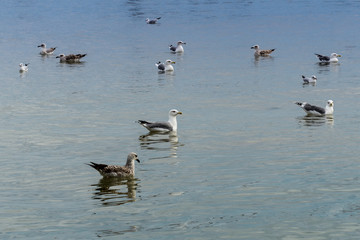 A duck in the lake