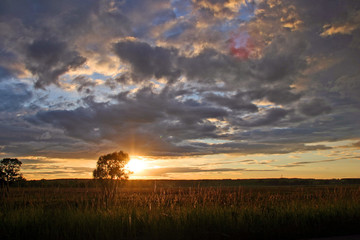 Fototapeta premium beautiful sunset in a field near the forest