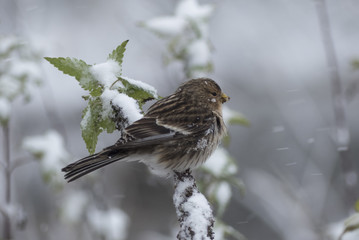 Vogel im Winter