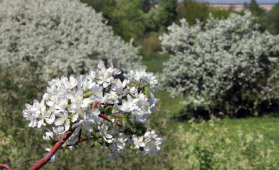 walk outdoors during the spring flowering apple trees