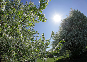 Fototapeta premium walk outdoors during the spring flowering apple trees