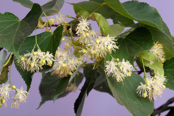 linden blossoms