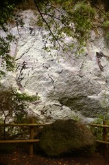 Sous-bois de Los Tilos