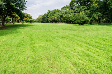 public park with green grass field