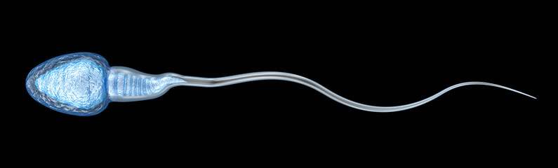 Sperm illustration, Medically accurate 3D illustration - obrazy, fototapety, plakaty