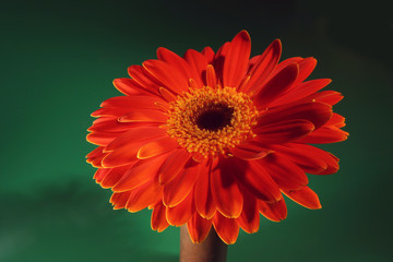 very beautiful bright orange flower in macro