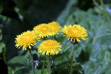 spring Flowers