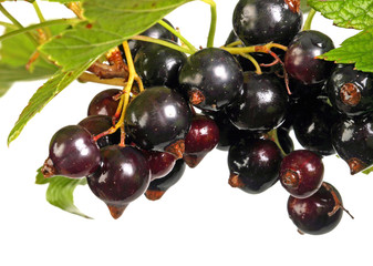 Branch of black currant on a white background.
