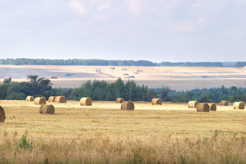 Fototapeta premium summer landscape