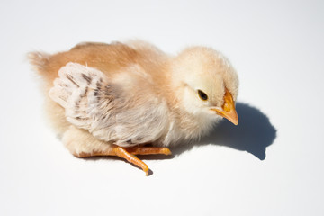 Close up of a chick