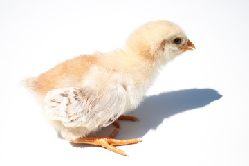 Close up of a chick