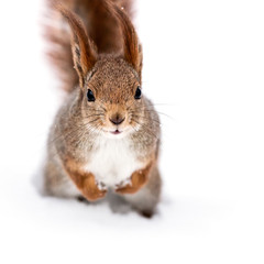 red squirrel with fluffy tail sitting on white snow and looking in camera