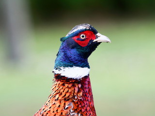 Fasanenhahn