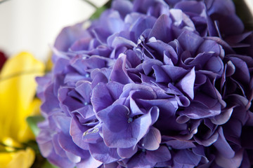 Preciosas flores moradas