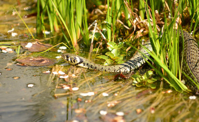 Ringelnatter im Gartenteich