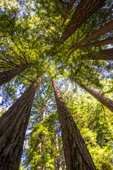 Fototapeta premium Küstenmammutbäume (Sequoia sempervirens)