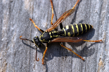 wasp in the garden in summer