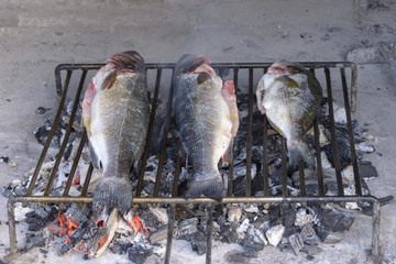Sea bass grilled the traditional Dalmatian way on steel grill ba