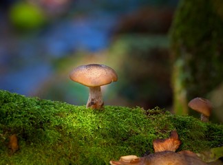 Honey fungus Armillaria mellea.
The common name of several species of fungi within the genus Armillaria, spreads underground, killing the roots of perennial plants 
