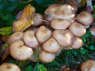 Honey fungus Armillaria mellea.
The common name of several species of fungi within the genus...