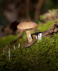 Honey fungus Armillaria mellea.
The common name of several species of fungi within the genus Armillaria, spreads underground, killing the roots of perennial plants
