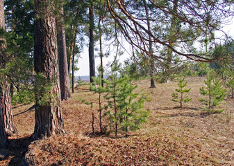 Fototapeta na wymiar Spring walk in the pine forest