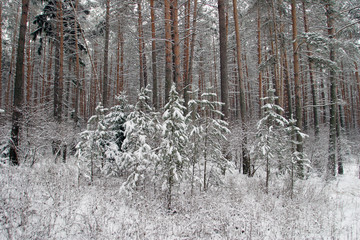 pinery in winter
